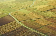 Oeneo : repli des ventes