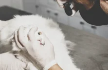 Analyse graphique négative pour le titre Virbac