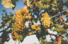 Nos conseils pour revendre sa cave au meilleur prix