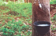 Caoutchouc : Fordlândia, le rêve fou d’Henry Ford