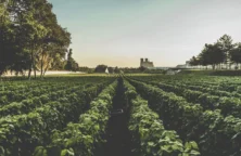 Champagne : un marché en phase de digestion