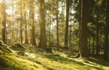 Bois et forêt : en vingt-cinq ans, le prix moyen a flambé de… 50 % !